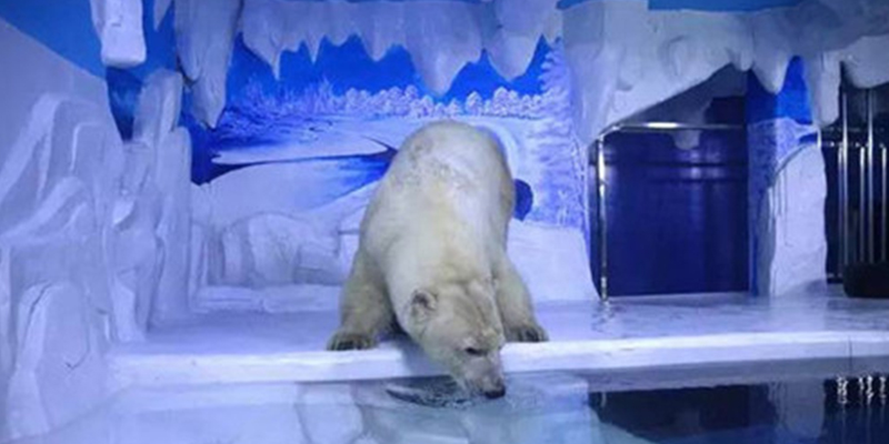 綠蛙看臺進(jìn)駐多彩貴州城貴陽龍川極地海洋世界